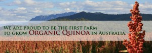 quinoa 300x105 - Kindred Organics