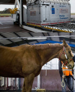 Horse transport