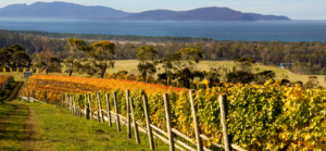 Wines of Tasmania 