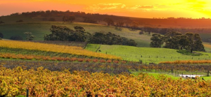 south australian wines
