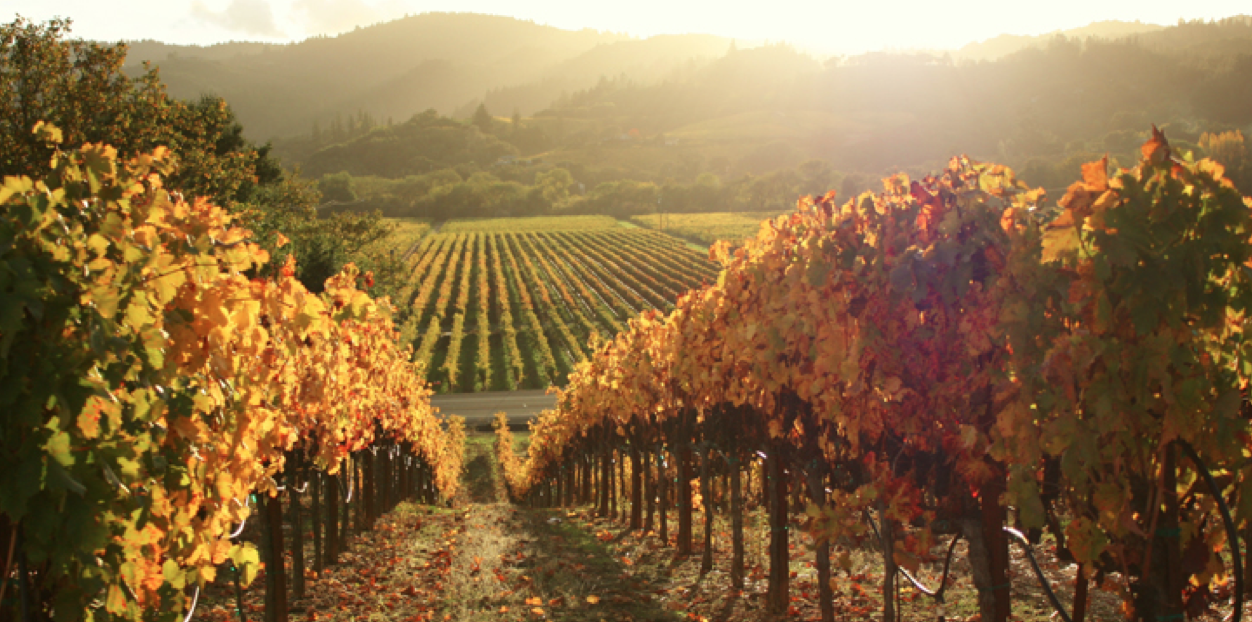 Wine Regions of California best wines in all over world Hospitality Chain