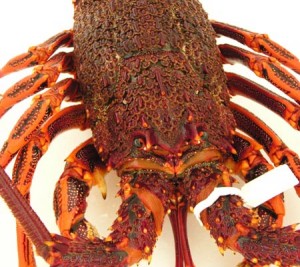 sbf aus crayfish 300x267 - Bay Sea Farms