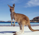 Australian Cuisine Key Elements
